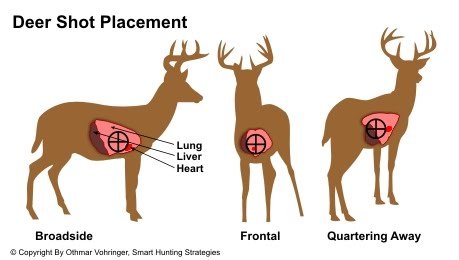 best places to shoot a deer