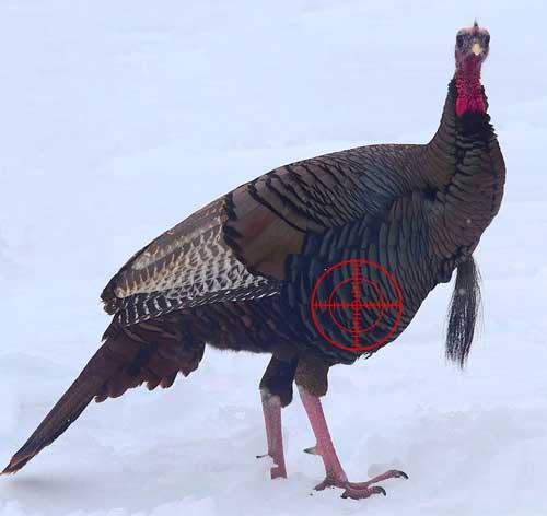 facing a turkeys broadside
