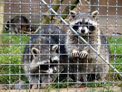 How To Get Rid Of Raccoons At A Deer Feeder