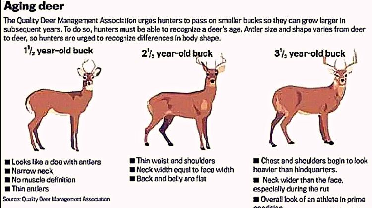 How Long To Hang A Deer For Better Venison: Tenderest Meat - Hunting Nook
