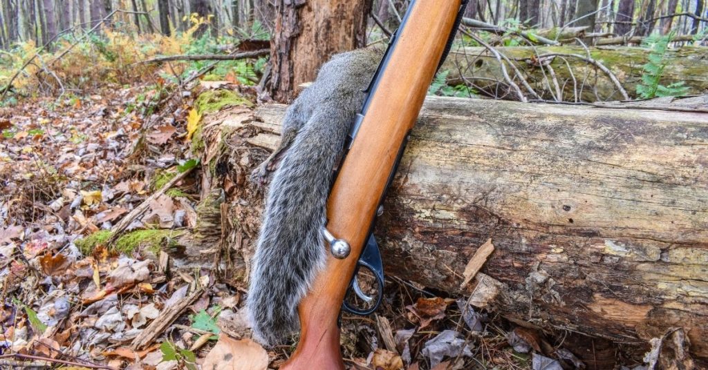 When Does Squirrel Season Start and End