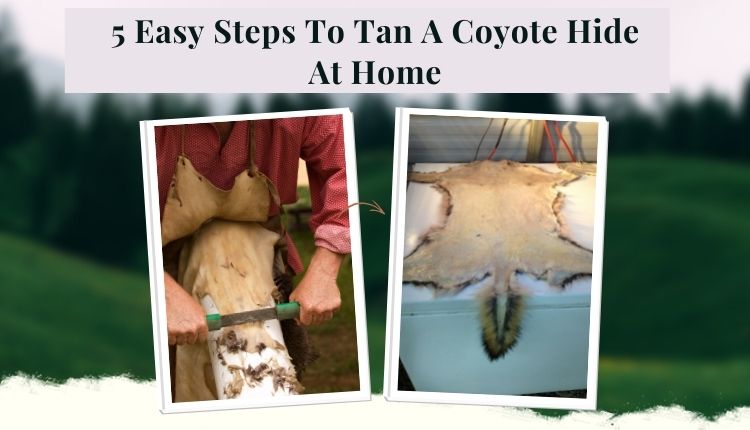 How To Tan A Coyote Hide At Home