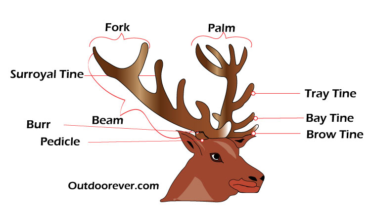 Main parts of a deer antler