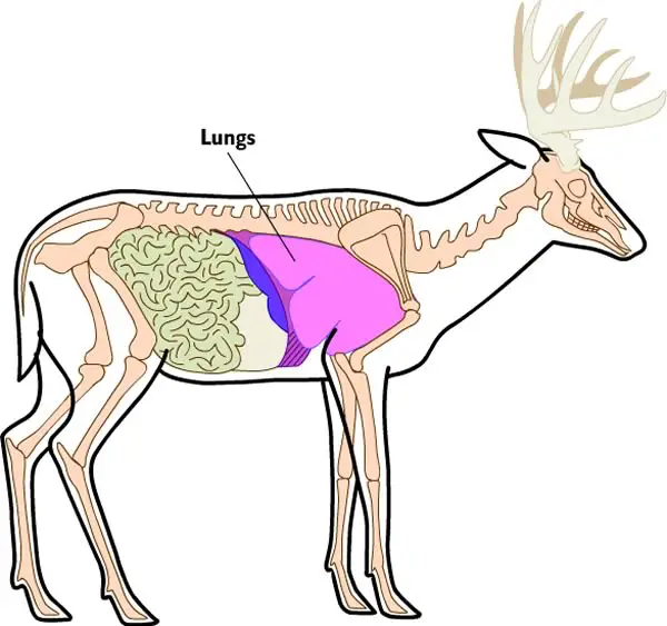 lung is the most big organ of deer and easy to target