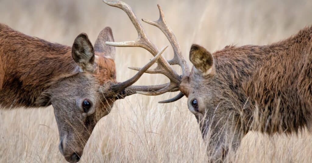 How To Hunt deer in Every rutting season