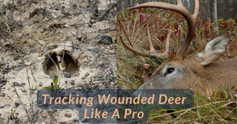 How To Track A Wounded Deer