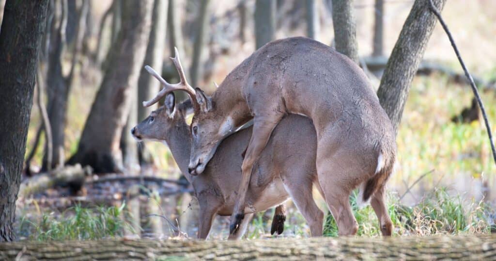 deer mating